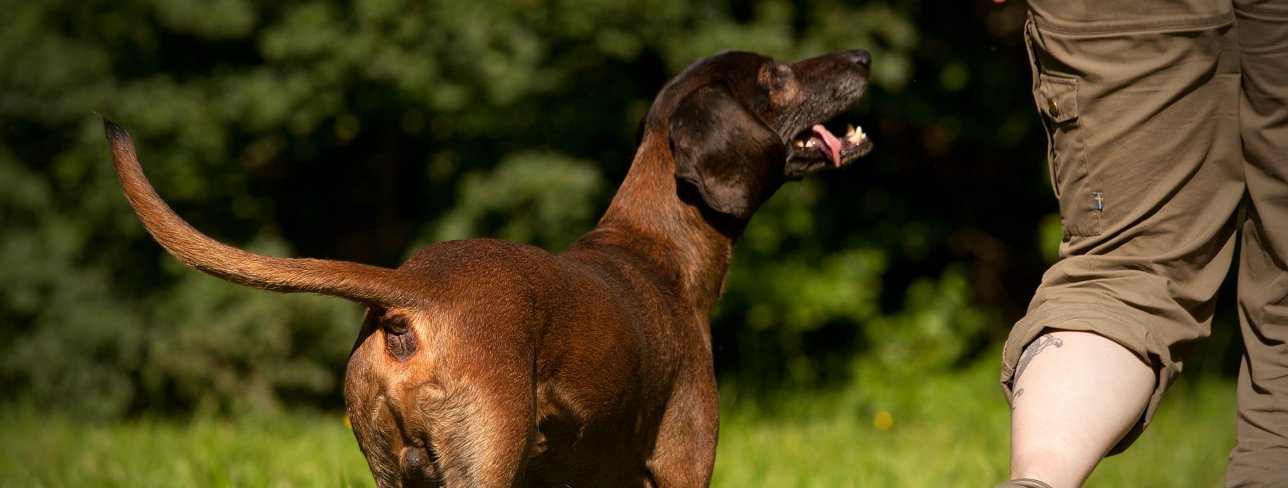 Modehund Schweißhund